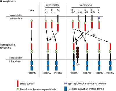 Semaphorins in Adult Nervous System Plasticity and Disease